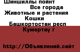 Шиншиллы пойнт ns1133,ny1133. - Все города Животные и растения » Кошки   . Башкортостан респ.,Кумертау г.